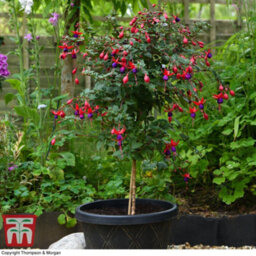 Thompson & Morgan Fuchsia Quarter Standard Angela 19Cm Potted Plant X 1 - thumbnail 3