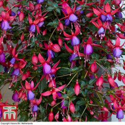 Thompson & Morgan Fuchsia Quarter Standard Angela 19Cm Potted Plant X 1 - thumbnail 2