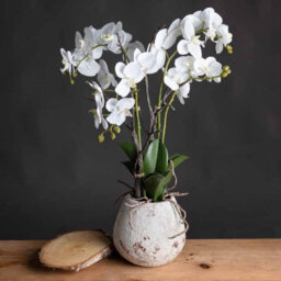 Hill Interiors Uk Homeliving White Orchid In Stone Pot - thumbnail 5