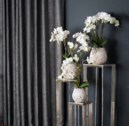 Hill Interiors Uk Homeliving White Orchid In Stone Pot - thumbnail 4