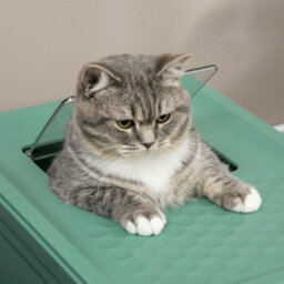 Pawhut Hooded Cat Litter Box, Pet Toilet W/ Scoop, Tray - Green - thumbnail 8