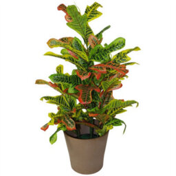Leaf 90Cm Artificial Codiaeum Multicoloured House Plant - Large - thumbnail 5