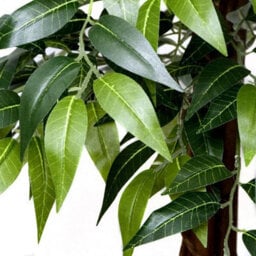 Greenbrokers Premium Artificial Ficus Weeping Fig Tree 140 Cm/ 4'5Ft Potted Plant - thumbnail 3