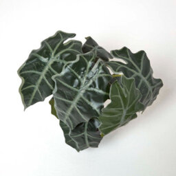 Homescapes Artificial Green Handcrafted Amazonica Elephant Ear Plant In Pot, 50 Cm - thumbnail 2