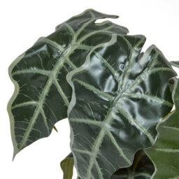 Homescapes Artificial Green Handcrafted Amazonica Elephant Ear Plant In Pot, 50 Cm - thumbnail 4