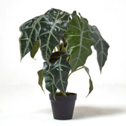 Homescapes Artificial Green Handcrafted Amazonica Elephant Ear Plant In Pot, 50 Cm - thumbnail 5