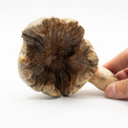 Handmade Parasite Wood Ocean Octopus Carving Coastal Wooden Ornament - thumbnail 3