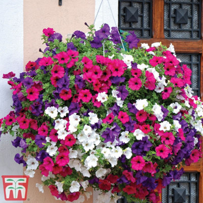 Thompson & Morgan Petunia Surfinia Preplanted Hanging Basket/potted Plant 14Inch (35Cm) - image 1