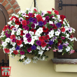 Thompson & Morgan Petunia Surfinia Preplanted Hanging Basket/potted Plant 14Inch (35Cm) - thumbnail 2
