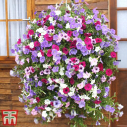 Thompson & Morgan Petunia Surfinia Preplanted Hanging Basket/potted Plant 14Inch (35Cm) - thumbnail 3