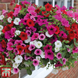 Thompson & Morgan Petunia Surfinia Preplanted Hanging Basket/potted Plant 14Inch (35Cm) - thumbnail 6