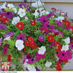 Thompson & Morgan Petunia Surfinia Preplanted Hanging Basket/potted Plant 14Inch (35Cm) - thumbnail 7