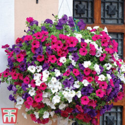 Thompson & Morgan Petunia Surfinia Preplanted Hanging Basket/potted Plant 14Inch (35Cm) - thumbnail 1