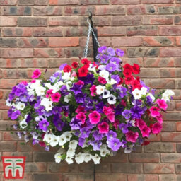 Thompson & Morgan Petunia Surfinia Preplanted Hanging Basket/potted Plant 14Inch (35Cm) - thumbnail 4