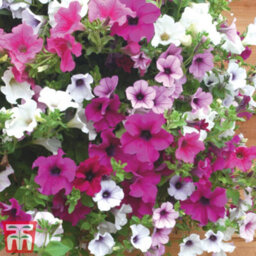Thompson & Morgan Petunia Surfinia Preplanted Hanging Basket/potted Plant 14Inch (35Cm) - thumbnail 5