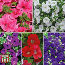 Thompson & Morgan Petunia Surfinia Preplanted Hanging Basket/potted Plant 14Inch (35Cm) - thumbnail 8