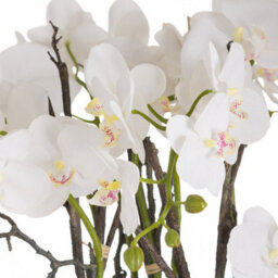 Hill Interiors Large Stone Potted Orchid With Roots - thumbnail 2