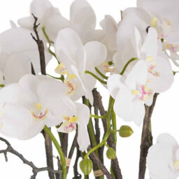 Hill Interiors Large Stone Potted Orchid With Roots - thumbnail 4