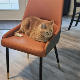 Fativo Set Of 2 Dining Chair Anti-Scratch Leather Padded Seat Metal Legs Chairs L46Xw50Xh82Cm, Orange Gray - thumbnail 8