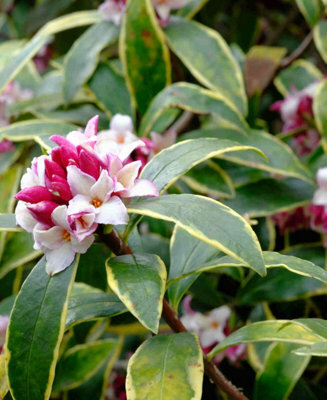 Hayloft Daphne Odora Aureomarginata - Supplied In A 1 L Pot