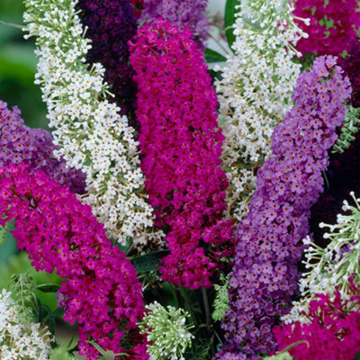 Gardeners Dream Buddleia Tricolour - Multicoloured Blooms, Vibrant Display (30-50Cm Height Including Pot) - image 1