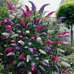 Gardeners Dream Buddleia Tricolour - Multicoloured Blooms, Vibrant Display (30-50Cm Height Including Pot) - thumbnail 2