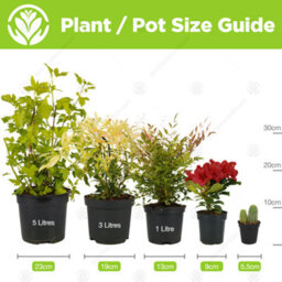 Gardeners Dream Buddleia Tricolour - Multicoloured Blooms, Vibrant Display (30-50Cm Height Including Pot) - thumbnail 3