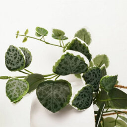 Leaf 90Cm Artificial Potted Trailing Hanging Natural Look Plant Realistic - String Of Hearts - thumbnail 2