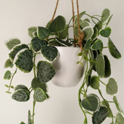 Leaf 90Cm Artificial Potted Trailing Hanging Natural Look Plant Realistic - String Of Hearts - thumbnail 3
