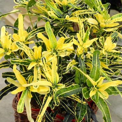 Gardeners Dream Codiaeum 'sunny Star' Plant - Bright Leaf Variegations, Ideal For Home Or Office, Easy To Maintain (30-40Cm) - image 1