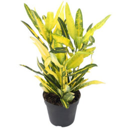 Gardeners Dream Codiaeum 'sunny Star' Plant - Bright Leaf Variegations, Ideal For Home Or Office, Easy To Maintain (30-40Cm) - thumbnail 2