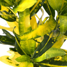 Gardeners Dream Codiaeum 'sunny Star' Plant - Bright Leaf Variegations, Ideal For Home Or Office, Easy To Maintain (30-40Cm) - thumbnail 3