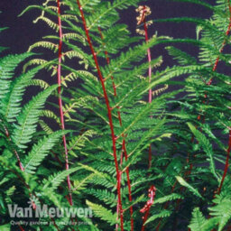 Thompson & Morgan Fern Athyrium Lady In Red 9Cm Potted Plant X 2 - thumbnail 2