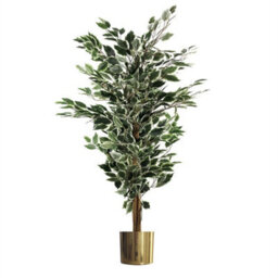 Artificial Ficus Tree Plant White Edge Bushy 130Cm Plants Leaf Gold Metal Planter