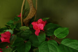 Leaf Artificial 150Cm Pink Japanese Silk Bougainvillea Tree - thumbnail 2