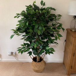 Leaf 90Cm Artificial Ficus Tree / Plant - Silver Metal Planter - thumbnail 3