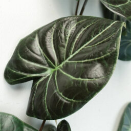 Leaf 120Cm Artificial Trailing Hanging Plant Realistic Alocasia Dragon Scale Dark - thumbnail 2