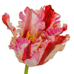 Hill Interiors Multi Pink Parrot Tulip Artificial Flower - Plastic - H69 Cm - Green - thumbnail 3