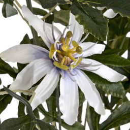 Wyld Haus Set Of 3 Artificial Passion Flower Sprays, White, 890mm Tall - thumbnail 3