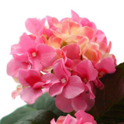 Greenbrokers Artificial Pink Hydrangea Flower In Black Tin Window Box (45Cm) - thumbnail 5