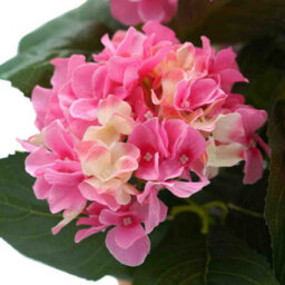 Greenbrokers Artificial Pink Hydrangea Flower In Black Tin Window Box (45Cm) - thumbnail 4