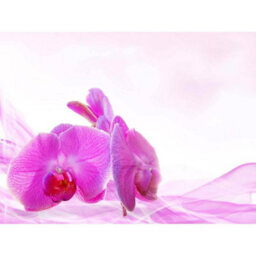 Artery8 Unframed Wall Art Pink Orchid Pretty Flowers - 12X16 Inch - thumbnail 1