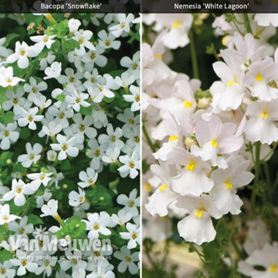 Thompson & Morgan Hanging Basket White Duo 20 Postiplug Plants (10 Each Bacopa Snowflake Nemesia Nesia Marito White) - image 1