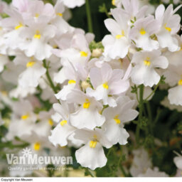 Thompson & Morgan Hanging Basket White Duo 20 Postiplug Plants (10 Each Bacopa Snowflake Nemesia Nesia Marito White) - thumbnail 3