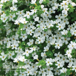 Thompson & Morgan Hanging Basket White Duo 20 Postiplug Plants (10 Each Bacopa Snowflake Nemesia Nesia Marito White) - thumbnail 2