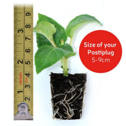 Thompson & Morgan Hanging Basket White Duo 20 Postiplug Plants (10 Each Bacopa Snowflake Nemesia Nesia Marito White) - thumbnail 4
