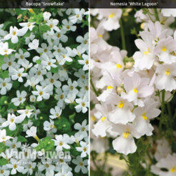 Thompson & Morgan Hanging Basket White Duo 20 Postiplug Plants (10 Each Bacopa Snowflake Nemesia Nesia Marito White) - thumbnail 1