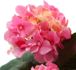 Greenbrokers Premium Quality Artificial Pink Hydrangea Flower Bush In Black Pot (50Cm) With Nine Flower Clusters - thumbnail 5