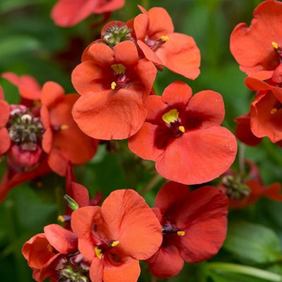 Primrose Diascia Diamond Dark Orange Flowering Bedding Plants 9Cm Pot