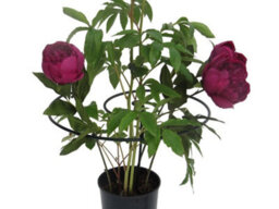 Plant Support Twists - Large - Pack Of 9, Garden Pride - thumbnail 2